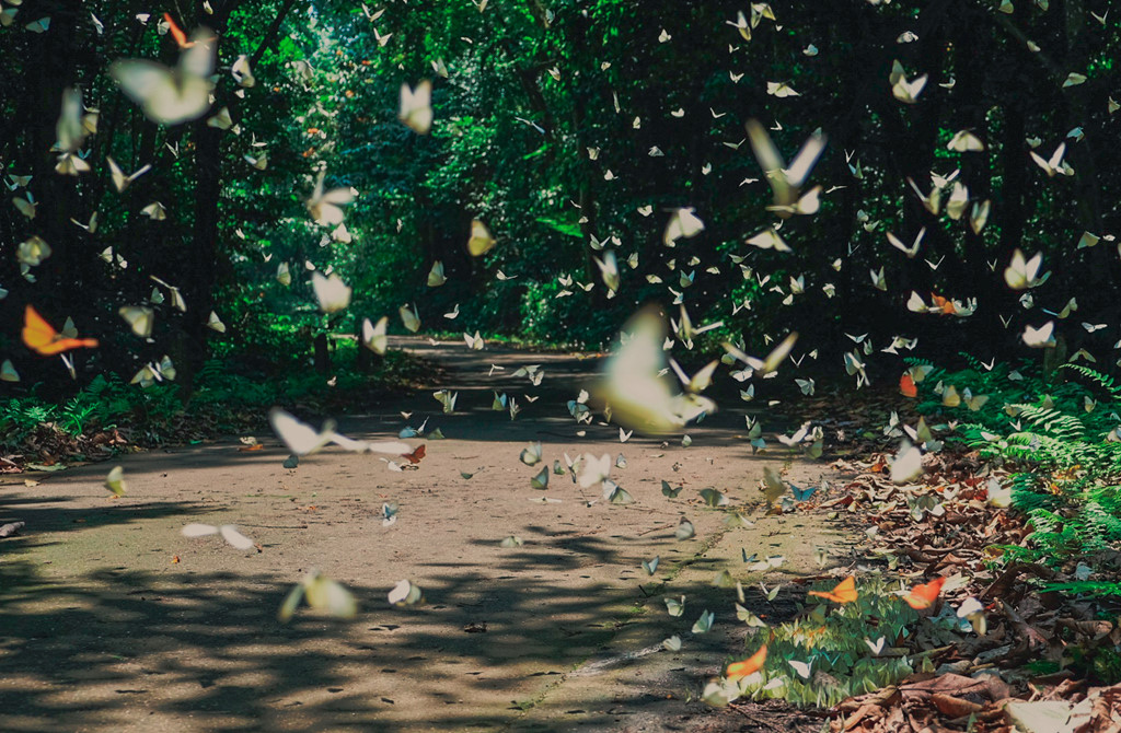 Beautiful butterfly season in Cuc Phuong National Park starts from the end of April to the early of May